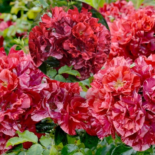 Rosa 'La Reine de la Nuit' - Roos 'La Reine de la Nuit' C4/4L